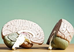 Does IQ Not Correspond to Brain Anatomy or Functioning?